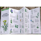 Guía de bolsillo: Plantas medicinales de uso tradicional