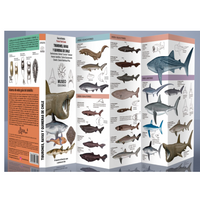 Guía de bolsillo: Tiburones, rayas y quimeras de Chile
