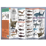 Guía de bolsillo: Tiburones, rayas y quimeras de Chile
